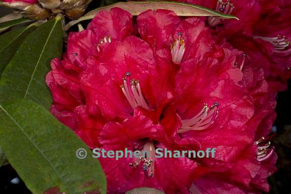 rhododendron arboreum ssp delavayi 4 graphic